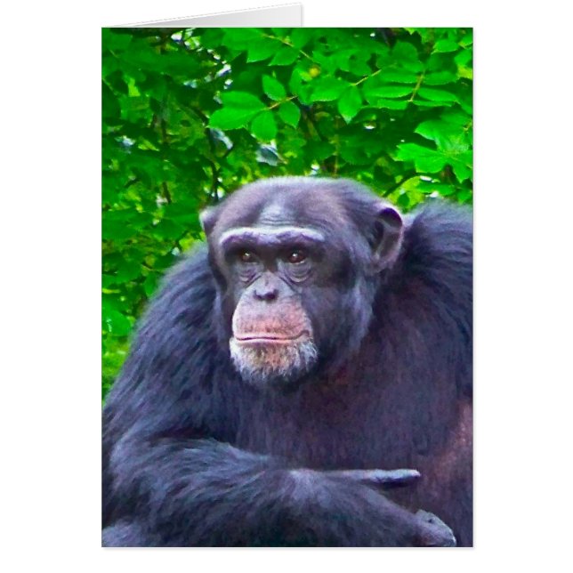 Gorilla (Vorne)
