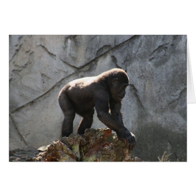 Gorilla (Vorderseite (Horizontal))