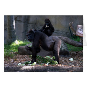 Gorilla