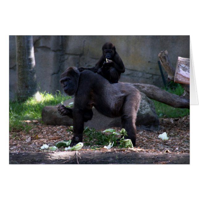 Gorilla (Vorderseite (Horizontal))
