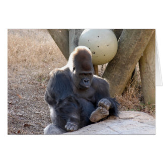 Gorilla_007