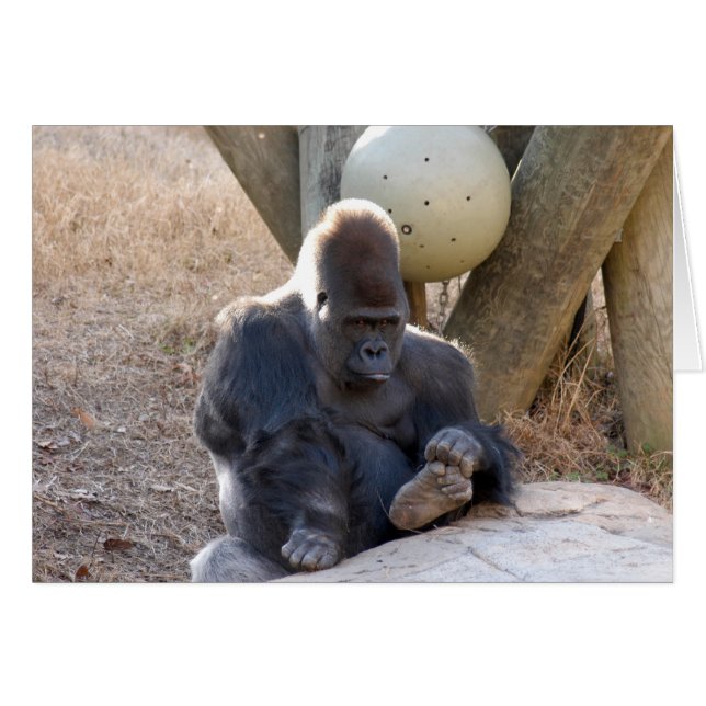 Gorilla_007 (Vorderseite (Horizontal))