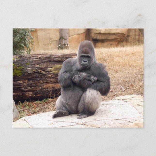 Gorilla_019 Postkarte (Vorderseite)
