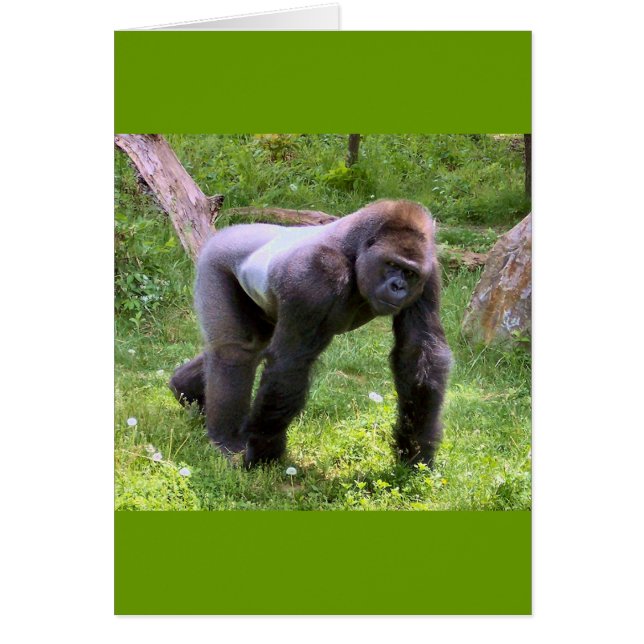 Gorilla #1 (Vorne)