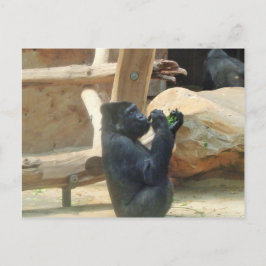 Gorilla aß sein Mittagessen, Tier, Wildnis, Ape Postkarte