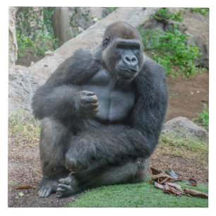 Gorilla auf der Keramik Zoo Fliese