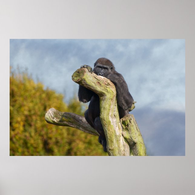 Gorilla auf einem Baum ruhen Poster (Vorne)