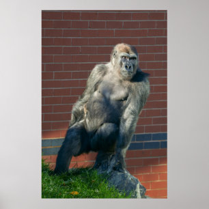Gorilla auf einem Felsen Poster