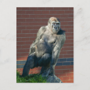 Gorilla auf einem Felsen Postkarte