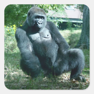 Gorilla-Aufkleber Quadratischer Aufkleber