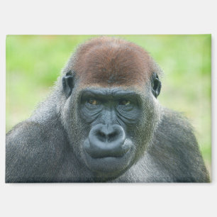 Gorilla Aybos detailliertes Portrait Magnet
