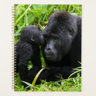 Gorilla-Baby küsst Silberrücken-Gorilla Planer