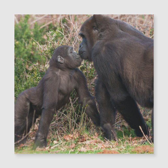 Gorilla Baby's Affektionate for Mum Magnetkarte (Vorderseite)
