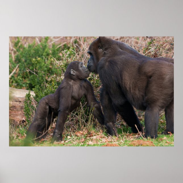 Gorilla Baby's Affektionate for Mum Poster (Vorne)