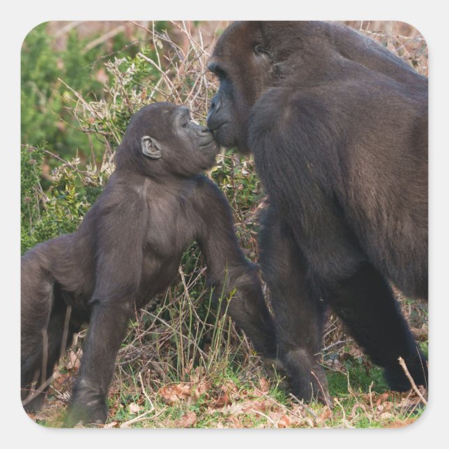Gorilla Baby's Affektionate for Mum Quadratischer Aufkleber (Vorderseite)