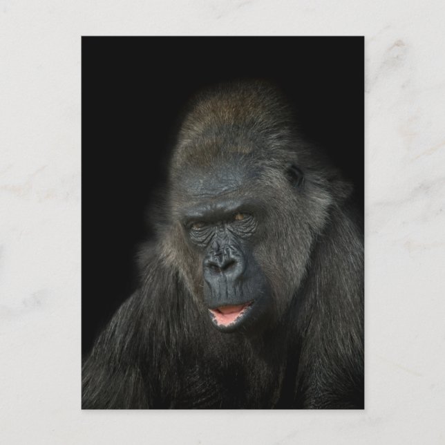 Gorilla Biddy Postkarte (Vorderseite)