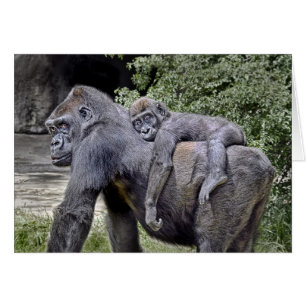 Gorilla-"Doppelpol" Mamma und Baby #2