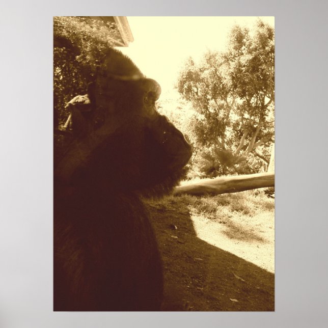 Gorilla Dreams Poster (Vorne)