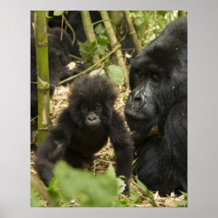 Gorilla, erwachsen mit jung poster