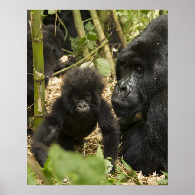 Gorilla, erwachsen mit jung poster (Vorne)