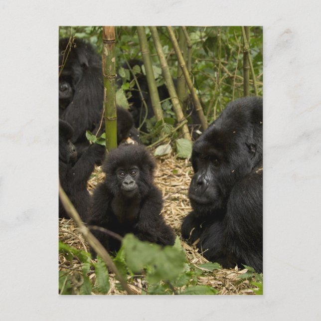 Gorilla, erwachsen mit jung postkarte (Vorderseite)