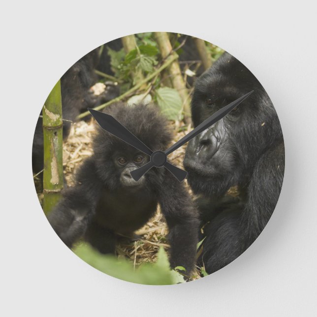 Gorilla, erwachsen mit jung runde wanduhr (Vorderseite)