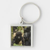Gorilla, erwachsen mit jung