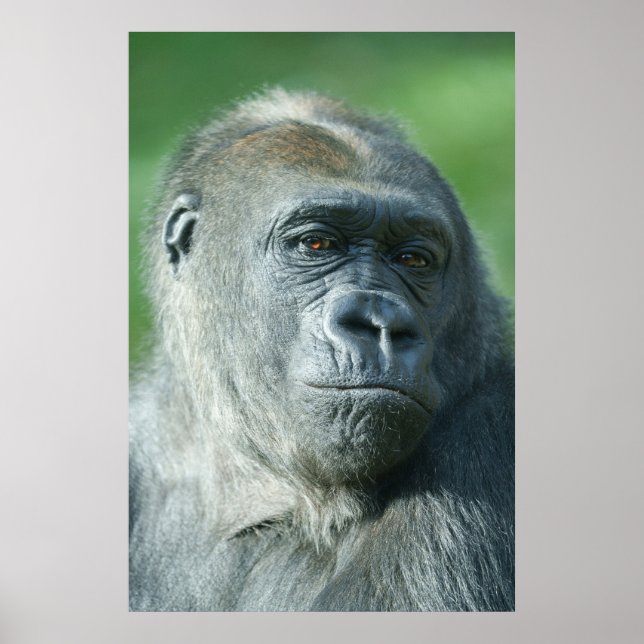 Gorilla Face Poster (Vorne)