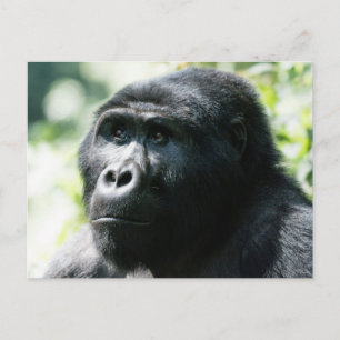 Gorilla Face to Postcard Postkarte