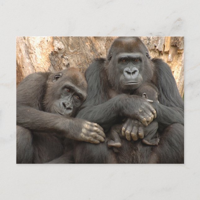 Gorilla Family Postkarte (Vorderseite)