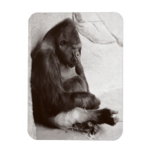 Gorilla Fotografy Sleeping
