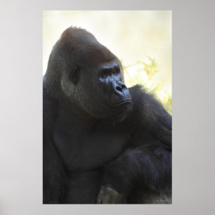 Gorilla Gaze Poster -40x60 -andere Größen verfügba