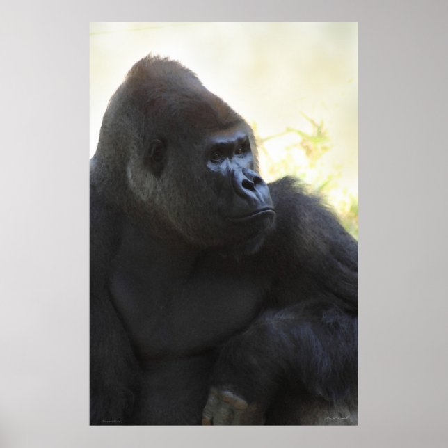 Gorilla Gaze Poster -40x60 -andere Größen verfügba (Vorne)