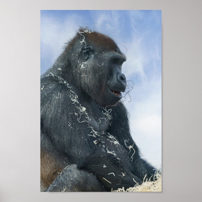 Gorilla Getting Messy Poster (Vorne)