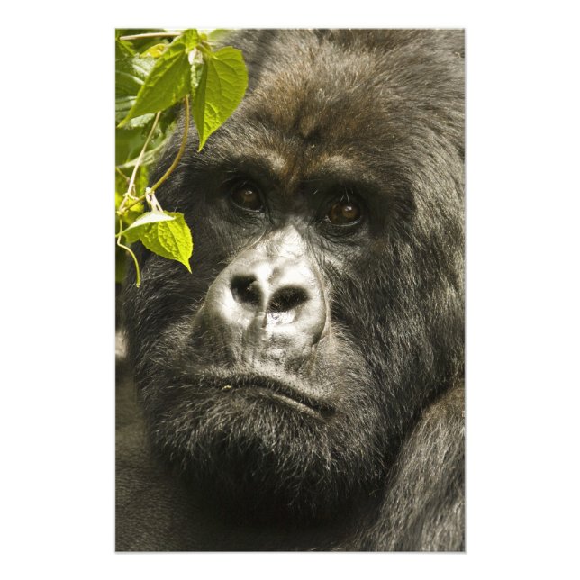 Gorilla, Gorilla beringei beringei, Fotodruck (Vorne)