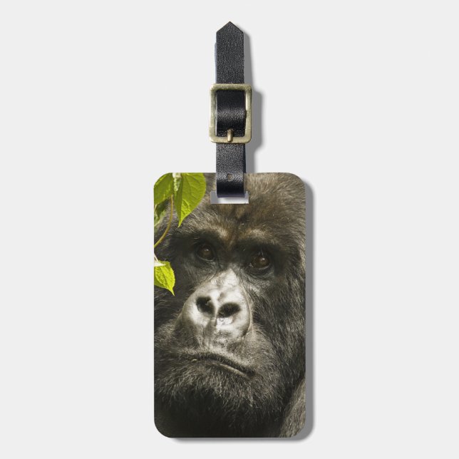 Gorilla, Gorilla beringei beringei, Gepäckanhänger (Vorderseite vertikal)
