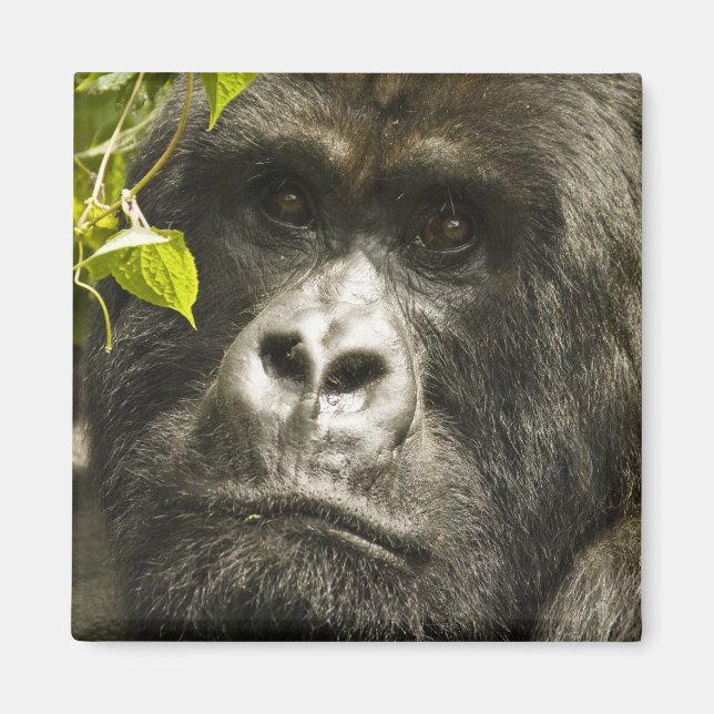 Gorilla, Gorilla beringei beringei, Magnet (Vorne)