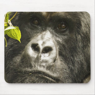 Gorilla, Gorilla beringei beringei, Mousepad