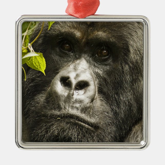 Gorilla, Gorilla beringei beringei, Ornament Aus Metall (Vorne)