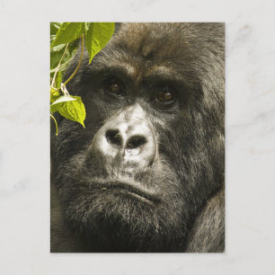 Gorilla, Gorilla beringei beringei, Postkarte