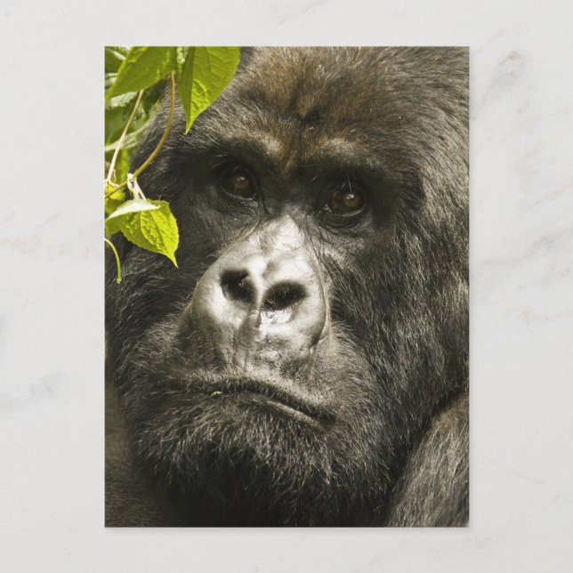Gorilla, Gorilla beringei beringei, Postkarte (Vorderseite)