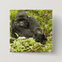 Gorilla, Gorilla beringei (ehemals G.
