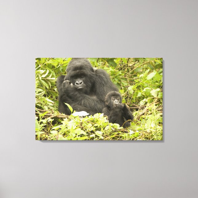 Gorilla, Gorilla beringei (ehemals G. Leinwanddruck (Vorderseite)