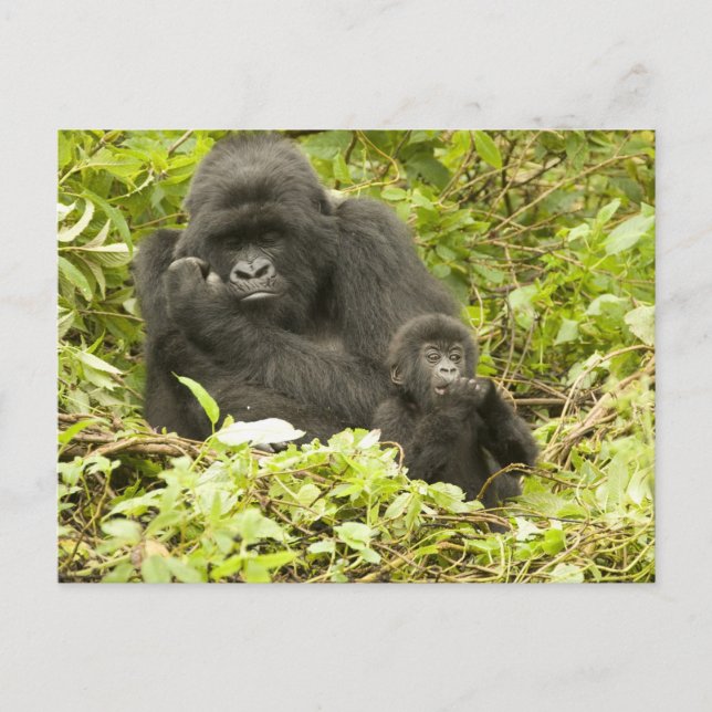Gorilla, Gorilla beringei (ehemals G. Postkarte (Vorderseite)