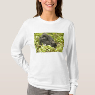 Gorilla, Gorilla beringei (ehemals G. T-Shirt