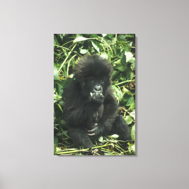 Gorilla (Gorilla gorilla beringei) Leinwanddruck (Vorderseite)