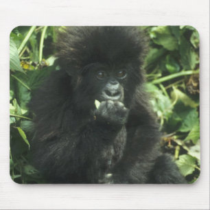 Gorilla (Gorilla gorilla beringei) Mousepad