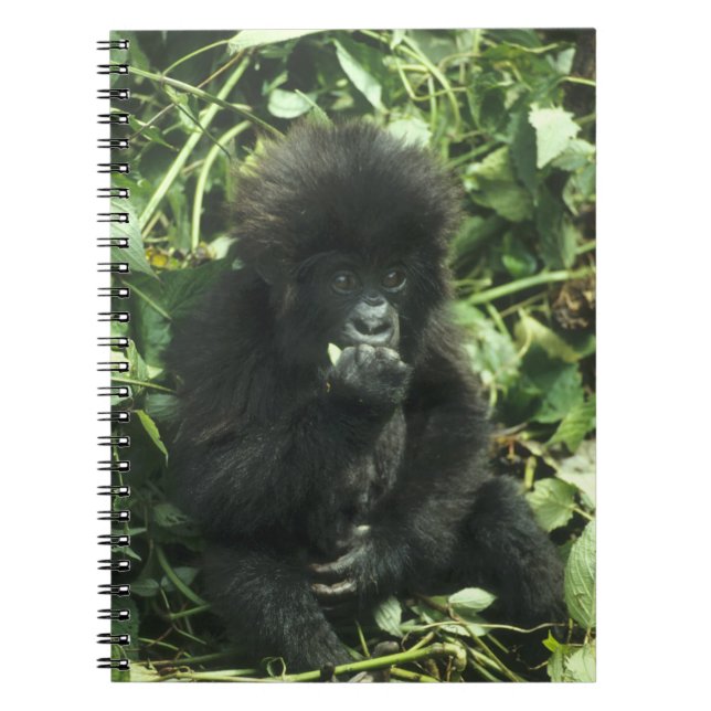 Gorilla (Gorilla gorilla beringei) Notizblock (Vorderseite)
