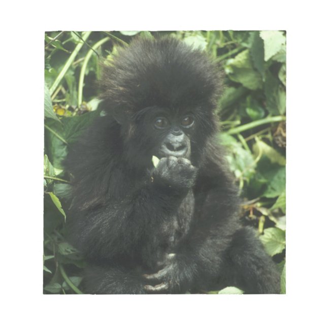 Gorilla (Gorilla gorilla beringei) Notizblock (Vorderseite)