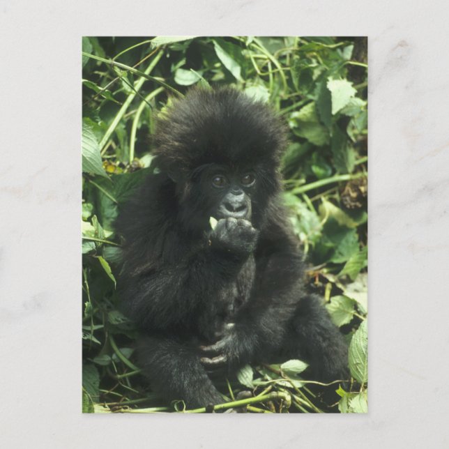 Gorilla (Gorilla gorilla beringei) Postkarte (Vorderseite)